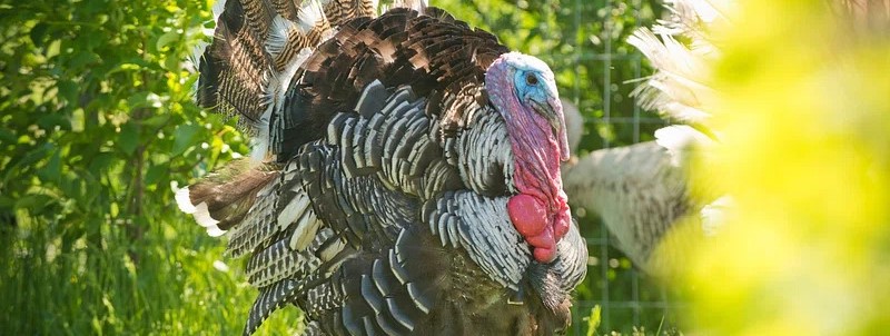 Booostr Weekly Progress Report for 11/29/2024: Fixes, Focus Happy Thanksgiving!